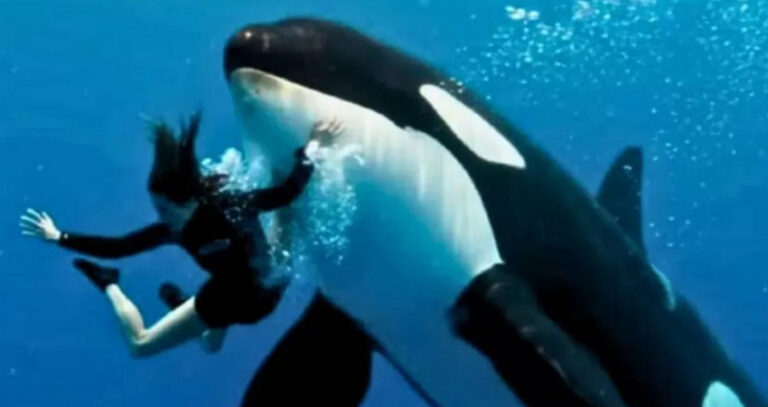 Jessica Tewas Dimakan Paus Orca